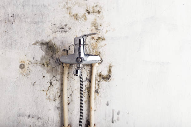Best Toxic Mold Removal  in Hampton, AR