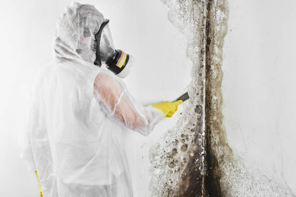Best Emergency Mold Removal  in Hampton, AR