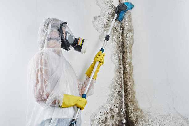 Mold Testing and Removal in Hampton, AR