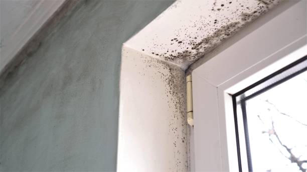 Mold Removal and Inspection in Hampton, AR