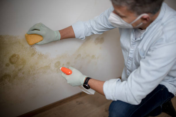 Best Emergency Mold Removal  in Hampton, AR