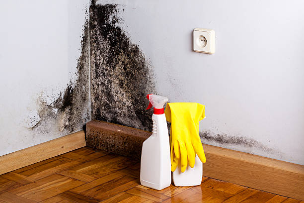 Best Mold Testing  in Hampton, AR