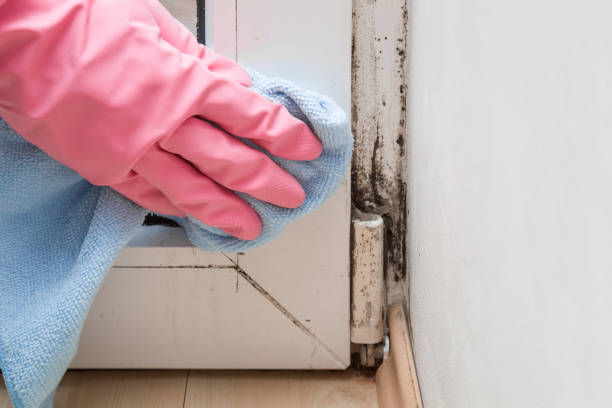 Best Black Mold Removal  in Hampton, AR